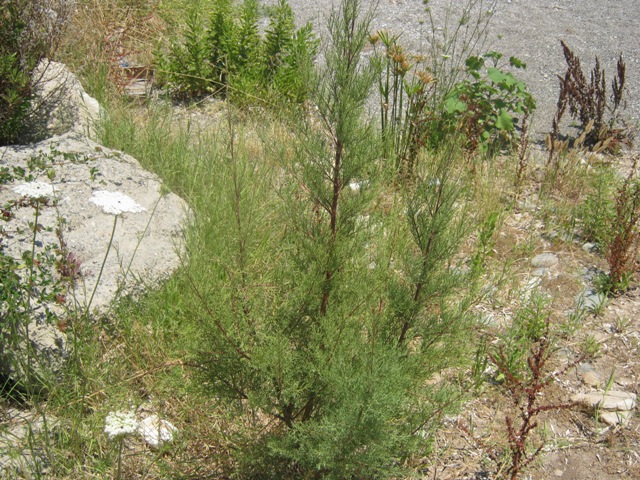 Tamarix cfr. gallica  (Caryophyllales - Tamaricaceae)